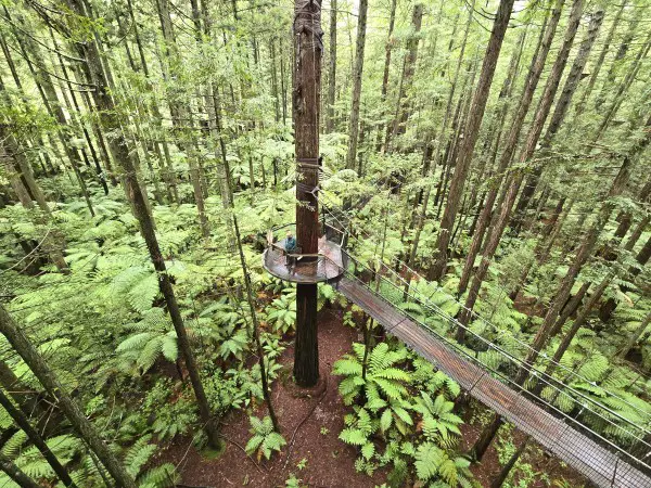 man on a platform walking among the redwoods in Rotorua New Zealand