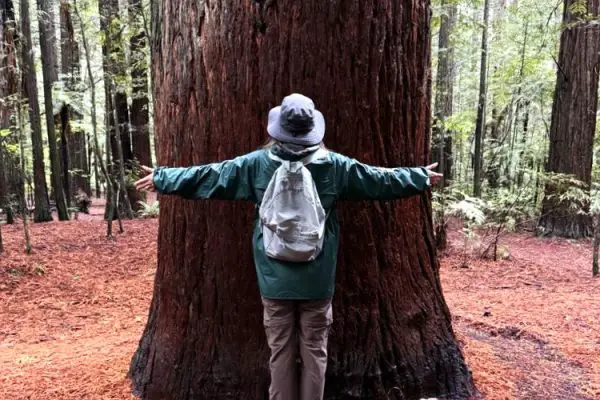 woman with arms outstretched as wide as the redwood tree she is standing in front of in New Zealand